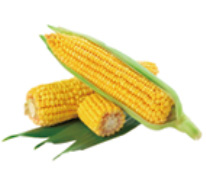 木鱉果玉米黃質含量是玉米的33倍